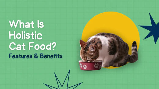 What Is Holistic Cat Food? Understand Its Features and Benefits