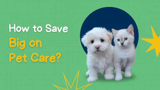 How to Save Big on Pet Care: The Ultimate Budgeting Guide