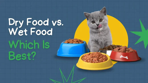 Dry Food vs. Wet Food: Which Is Best for Your Pet?