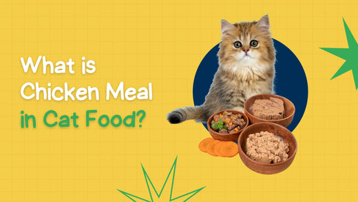 What is Chicken Meal in Cat Food and How it Benefits Cats